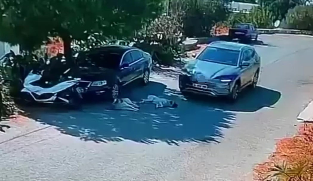 MUĞLA’NIN BODRUM İLÇESİNDE SEYİR HALİNDEKİ OTOMOBİL, YOLDA YATAN 2 KÖPEĞİN ÜZERİNDEN GEÇİP...