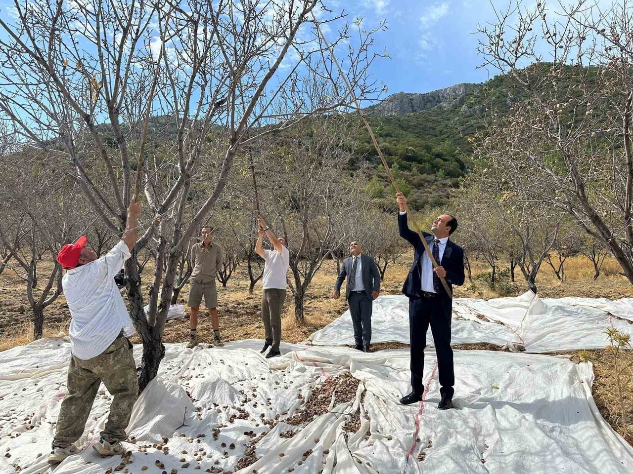 MUĞLA’NIN DATÇA İLÇESİNDE YAKLAŞIK 13 BİN 300 DEKAR ALANDA YETİŞTİRİLEN BADEMDE HASAT DEVAM...