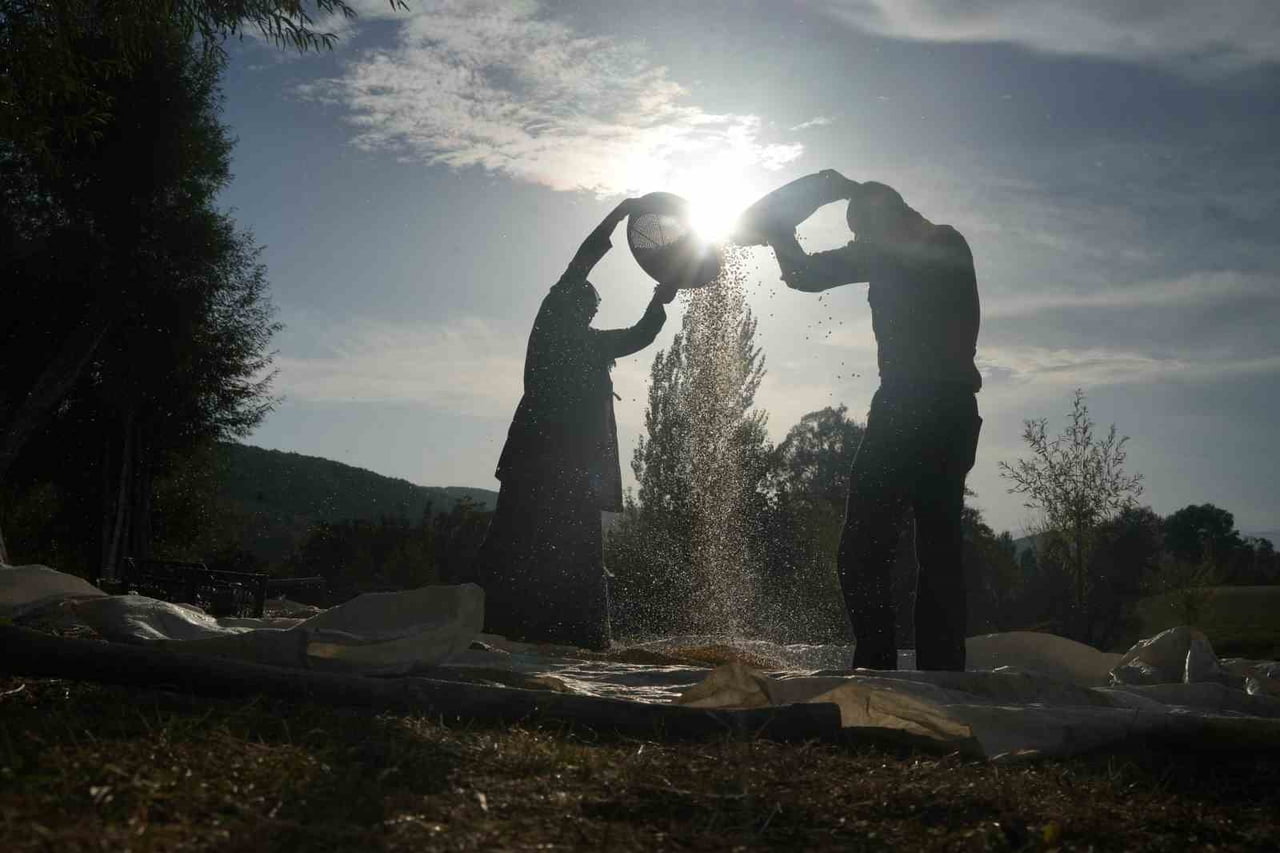 MUŞ’UN ALANİÇİ KÖYÜNDE MISIR HASADI, MODERN TARIM MAKİNELERİ YERİNE GELENEKSEL YÖNTEMLERLE...
