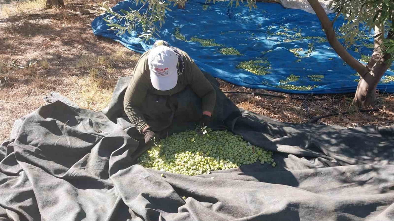 MUT İLÇESİNDE ZEYTİN HASADI BAŞLARKEN, BU YIL 269 BİN DEKAR ALANDA, TAHMİNİ 300 BİN TON ZEYTİN VE...