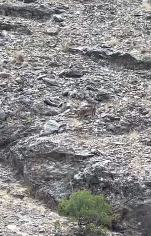 NESLİ TÜKENME TEHLİKESİ ALTINDA OLDUĞU İÇİN KORUMA ALTINDA BULUNAN VAŞAK, TUNCELİ'NİN MERKEZE...