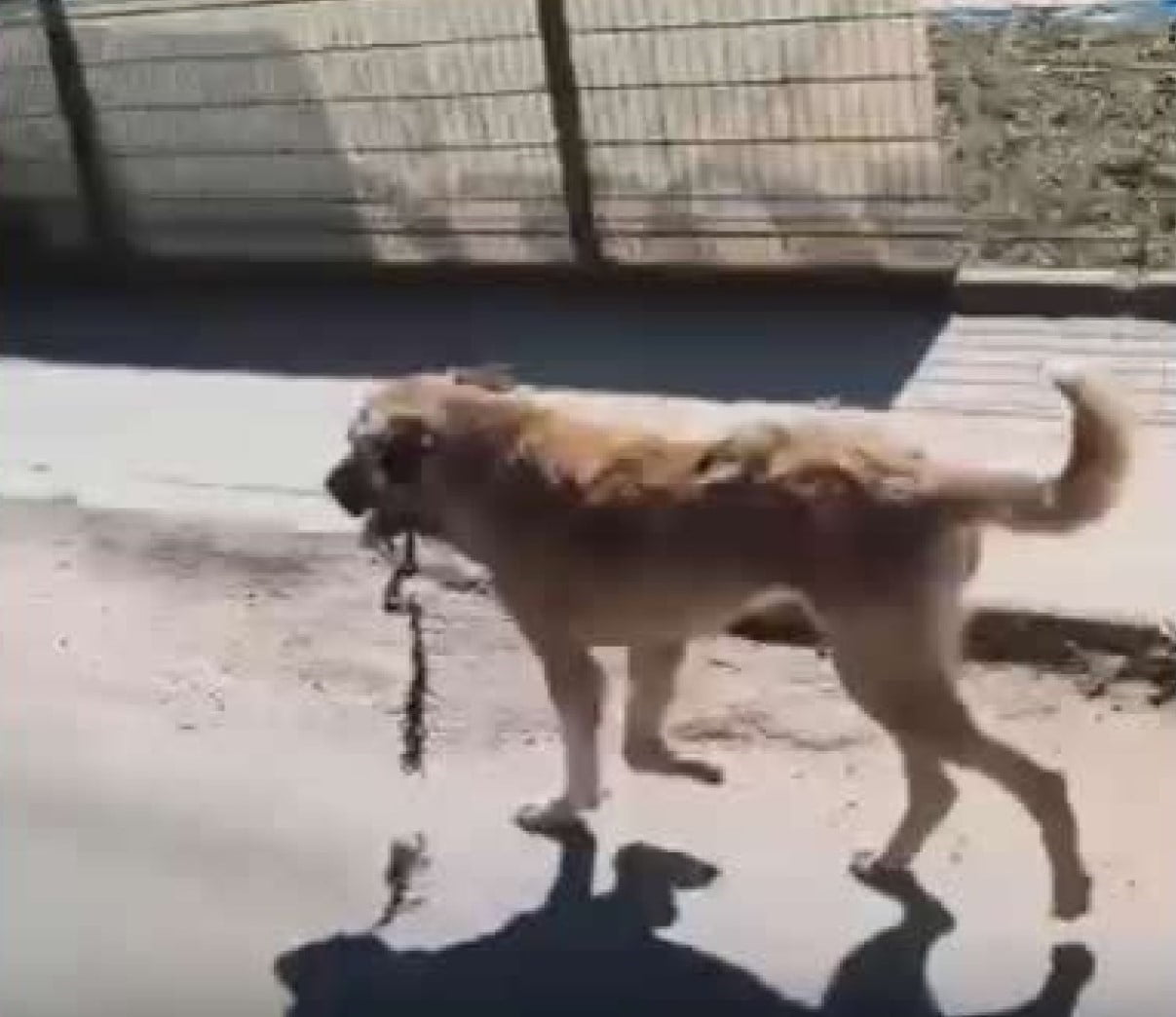 ORDU'DA AĞZINA ÇENGEL TAKILMIŞ HALDE BULUNAN KÖPEK, ORDU BÜYÜKŞEHİR BELEDİYESİ EKİPLERİNCE...