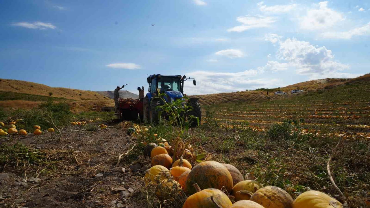 POLATLI İLÇESİNDE MAYIS AYINDA EKİLEN KABAK ÇEKİRDEĞİNDE HASAT DÖNEMİ BAŞLADI.