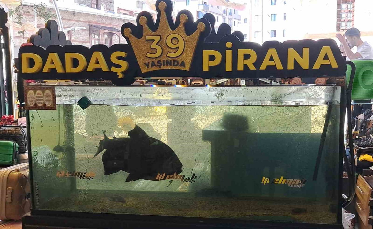"DADAŞ PİRANA" OLARAK BİLİNEN YAKLAŞIK 4 KİLOGRAM AĞIRLIĞINDA 60 SANTİMETRE BOYUNDAKİ PİRANA, 39...