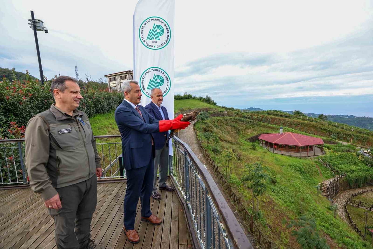 RİZE’DE YARALI HALDE BULUNUP DKMP EKİPLERİNCE TEDAVİLERİ TAMAMLANAN ARI ŞAHİNLERİ, BİRİ TAKİP...