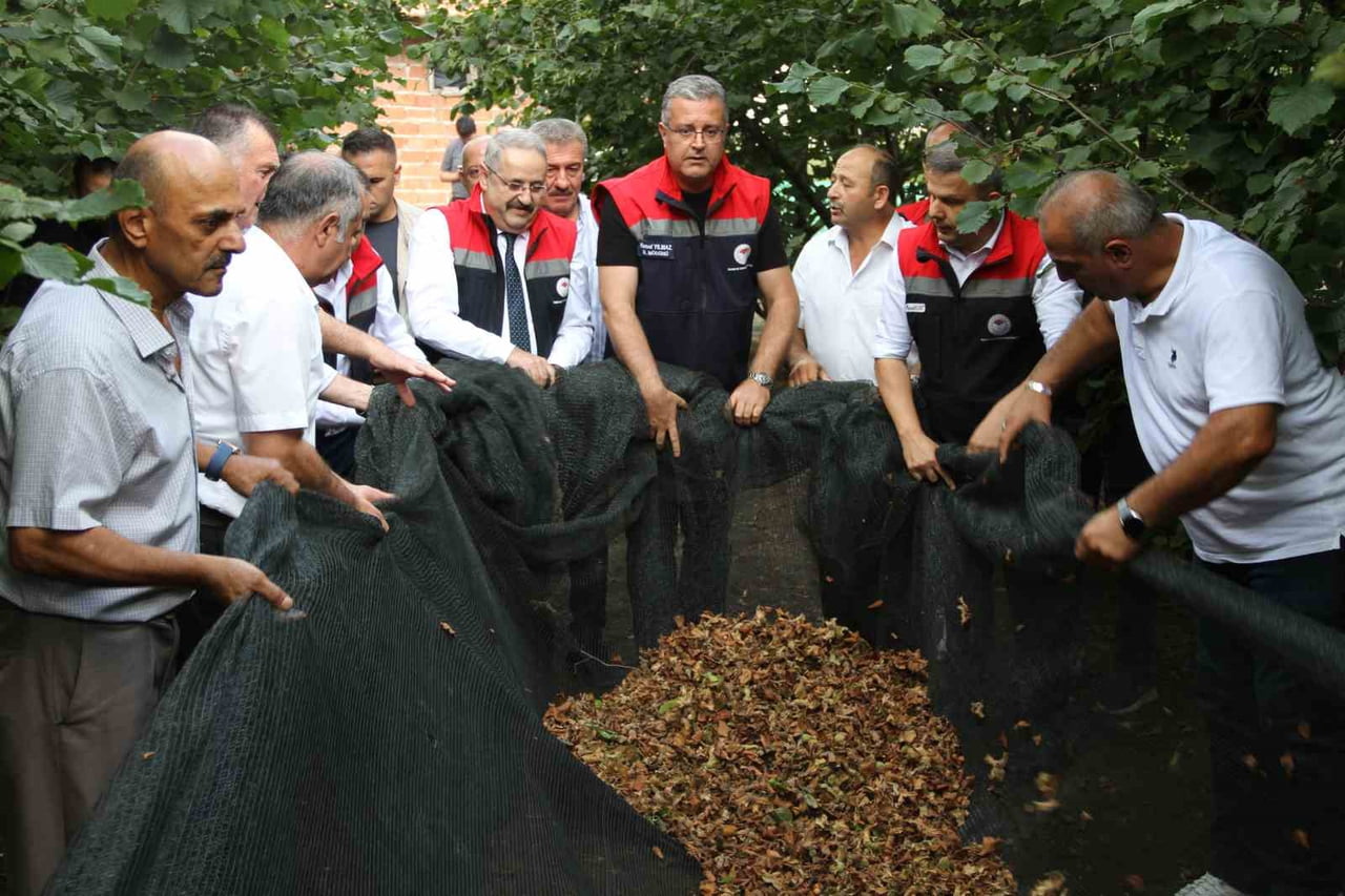 SAMSUN İL TARIM VE ORMAN MÜDÜRÜ KEMAL YILMAZ, SAMSUN'UN ÇARŞAMBA İLÇESİNDE YAYGINLAŞAN FİLE İLE...