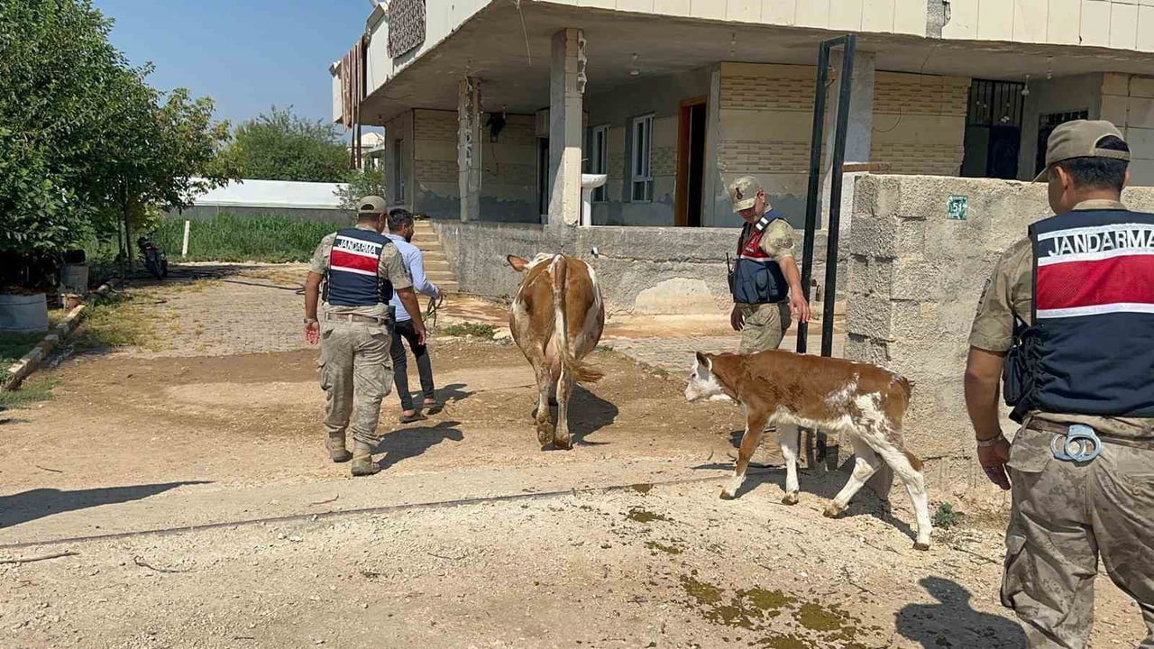 ŞANLIURFA'DA BÜYÜKBAŞ HAYVAN DOLANDIRICILIĞINDA 1 GÖZALTI