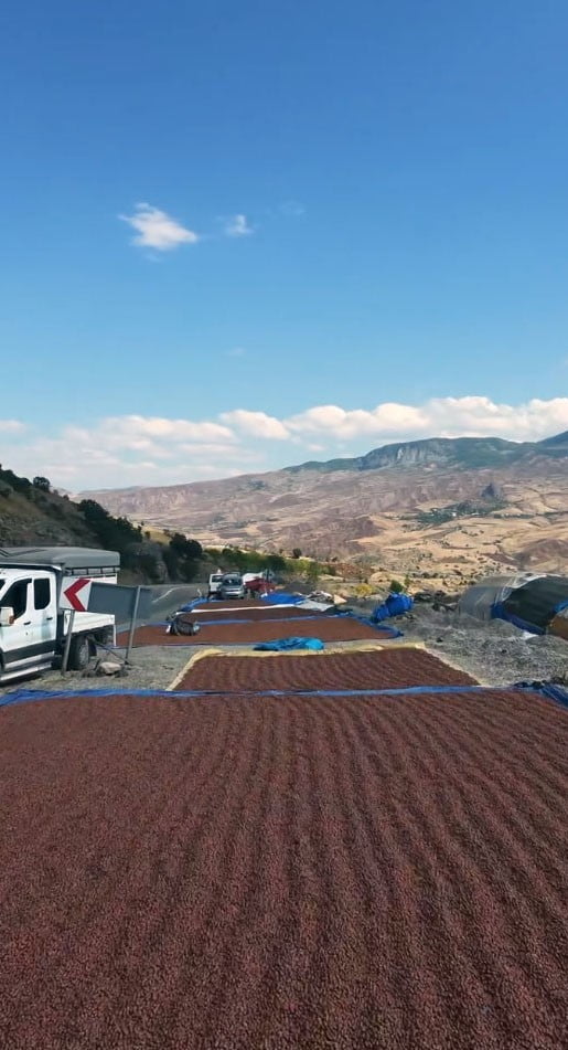 ŞEBİNKARAHİSAR’DA ÜRETİCİLERİN FINDIKLARINI ŞEBİNKARAHİSAR-ALUCRA KARAYOLU GÜZERGAHINDAKİ YOL...