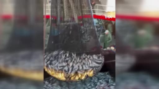 Sezonun ilk palamutları tezgaha geldi: Balıkçıların yüzü güldü
