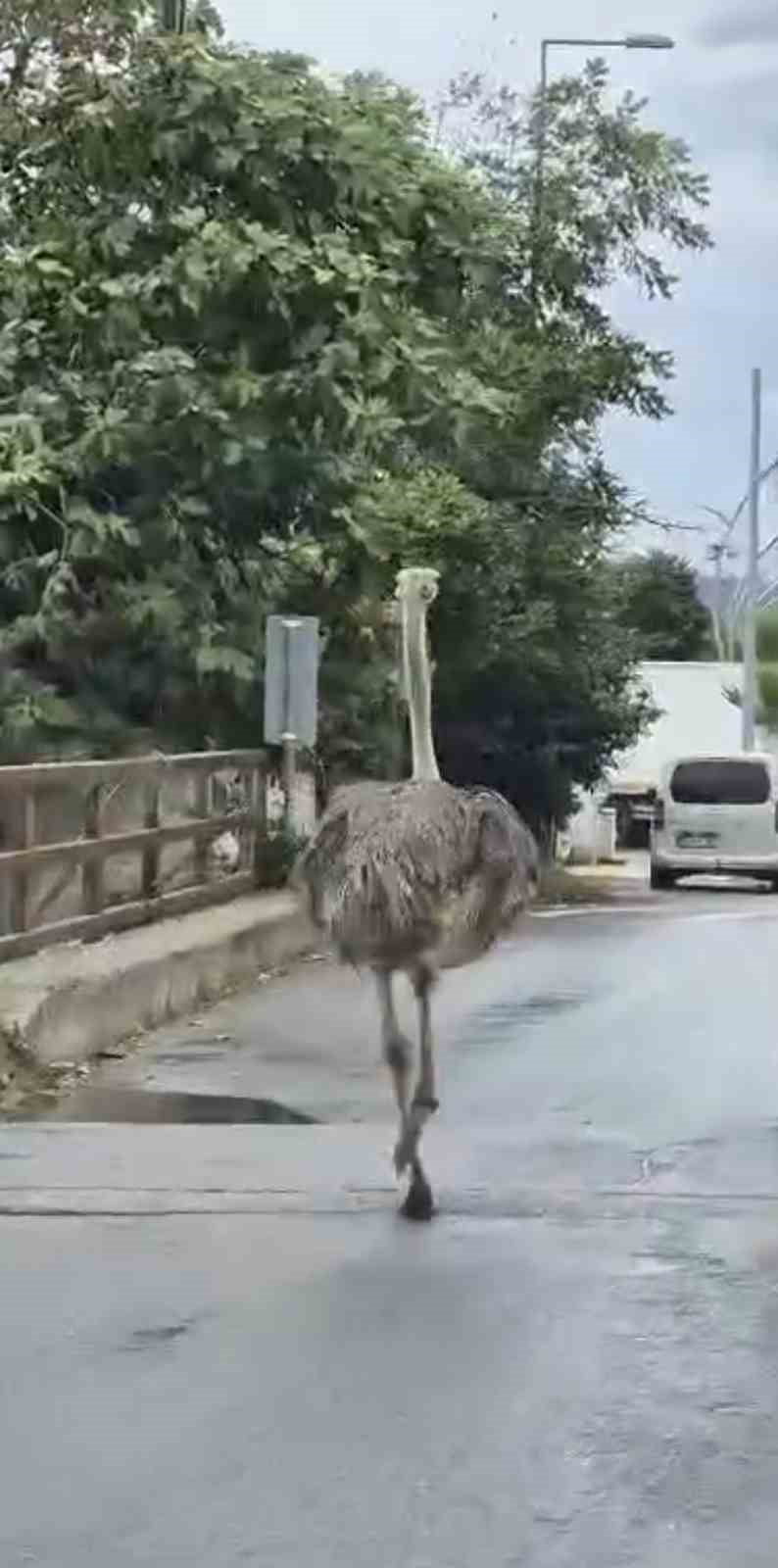 ŞİLE'DE HAYVANAT BAHÇESİNDEN KAÇAN BİR DEVE KUŞU TRAFİKTE KAOSA NEDEN OLURKEN, İTFAİYE EKİPLERİNİN...