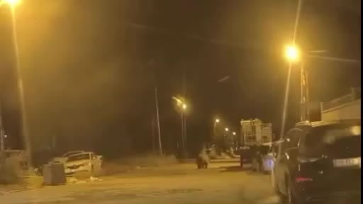 Sinop'ta ayı araçların arasında dolaştı