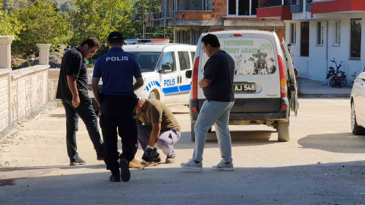 SİNOP'UN ERFELEK İLÇESİNDE BİR SOKAK KÖPEĞİ, KİMLİĞİ HENÜZ BELİRLENEMEYEN KİŞİ YA DA KİŞİLER...