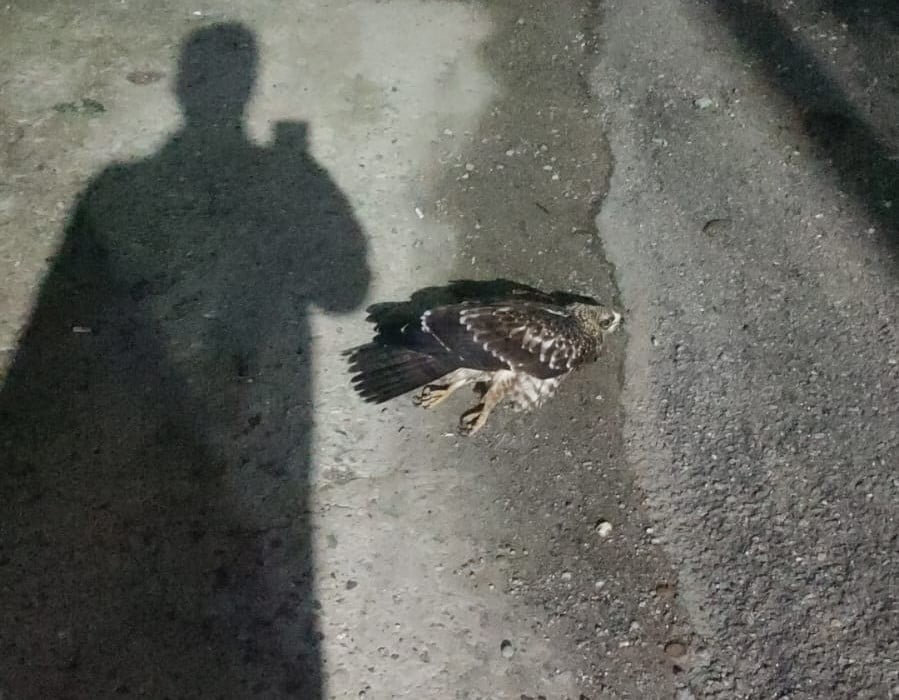 SİNOP’TA AFAD İL MÜDÜRLÜĞÜ BİNASI ÖNÜNDE YARALI HALDE BULUNAN DOĞAN, DOĞA KORUMA VE MİLLİ PARKLAR...