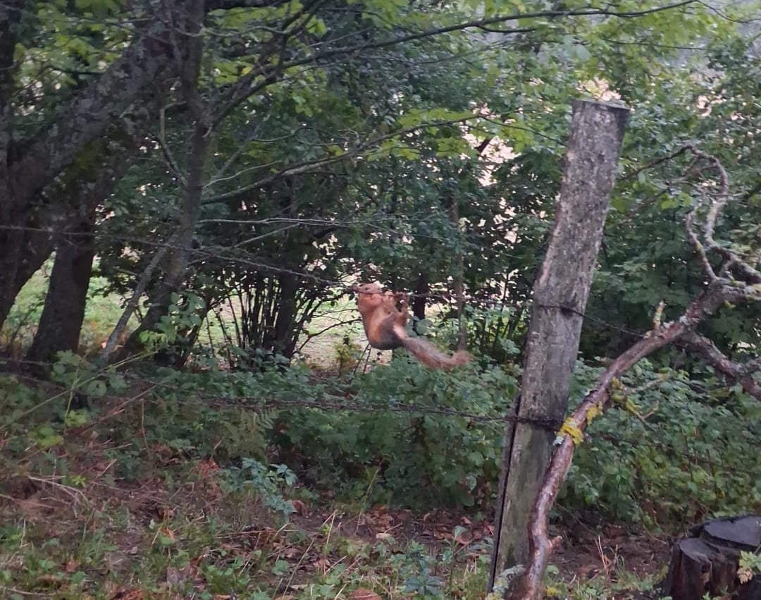 SİNOP’UN ERFELEK İLÇESİNE BAĞLI BÜLBÜL KARAAĞAÇ MAHALLESİ’NDE TELLERE TAKILAN SİNCAP, DOĞA KORUMA...