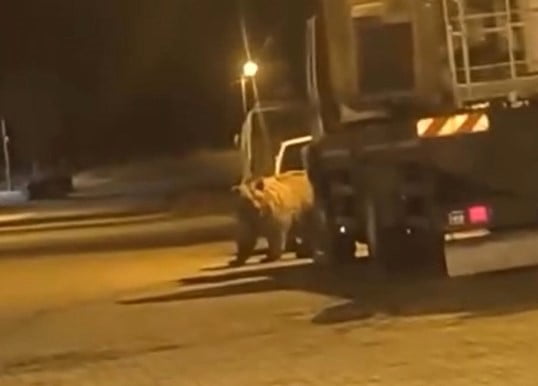 SİNOP’UN SARAYDÜZÜ İLÇESİNDE GECE SAATLERİNDE İLÇE MERKEZİNE İNEN AYI, PARK HALİNDEKİ ARAÇLARIN...