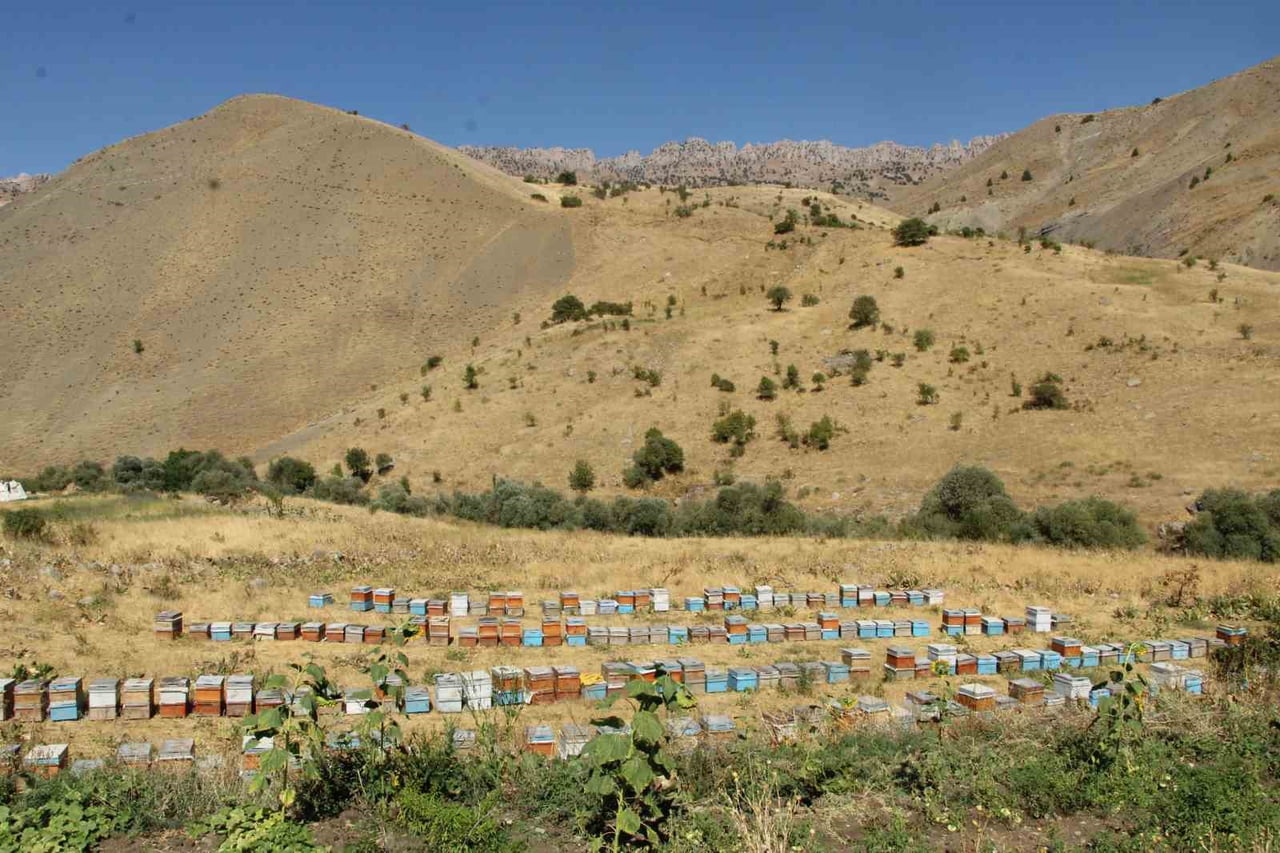 ŞIRNAK'TA YILLARCA FARKLI İŞLERDE ÇALIŞAN VE GEÇİMİNİ SAĞLAMAK İÇİN 10 KOVANLA ARICILIK MESLEĞİNE...