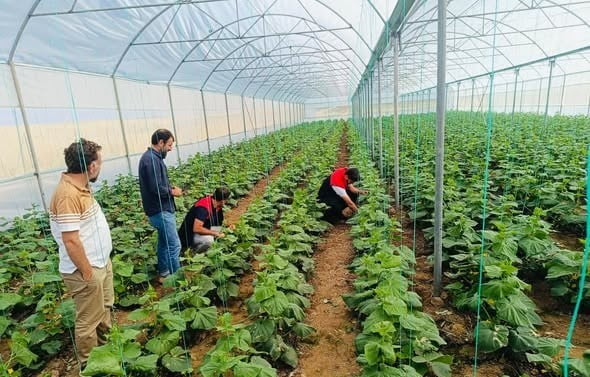 ŞIRNAK’IN CİZRE İLÇE TARIM VE ORMAN MÜDÜRLÜĞÜ EKİPLERİ, KATRAN KÖYÜNDE SERA DENETİMLERİ...