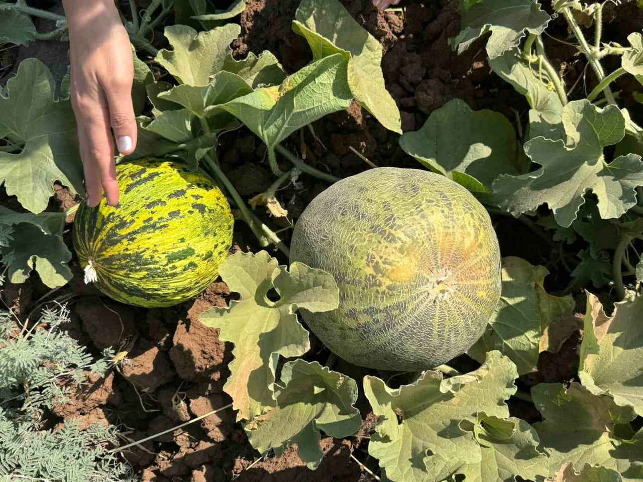 ŞIRNAK’IN CİZRE İLÇE TARIM VE ORMAN MÜDÜRLÜĞÜ TEKNİK PERSONELLERİ, KEBELİ KÖYÜNDEKİ KAVUN VE...