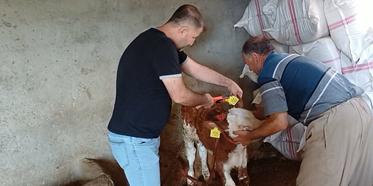 ŞIRNAK’TA HAYVAN HASTALIKLARININ ÖNLENMESİ VE HAYVAN VARLIĞININ KAYIT ALTINA ALINMASI AMACIYLA...