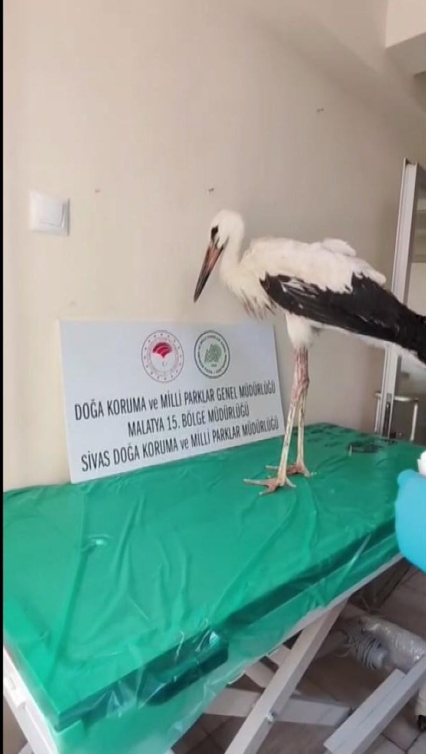 SİVAS’TA KIZILIRMAK KENARINDA YARALI HALDE BULUNAN LEYLEK, TEDAVİ VE BAKIMININ TAMAMLANMASININ...