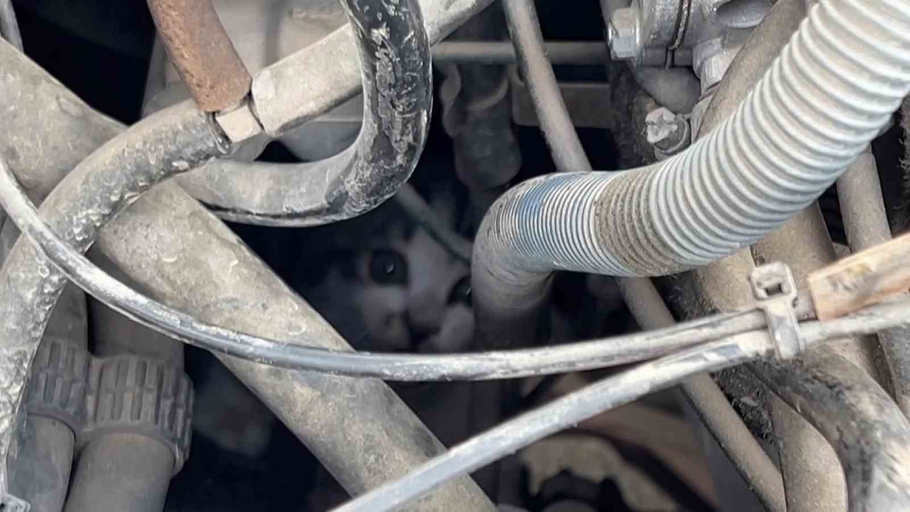 SİVAS’TA SEYİR HALİNDEKİ ARACIN SÜRÜCÜSÜ, KAPUTUN ALTINDAN SES GELDİĞİNİ FARK ETTİ. MOTOR...