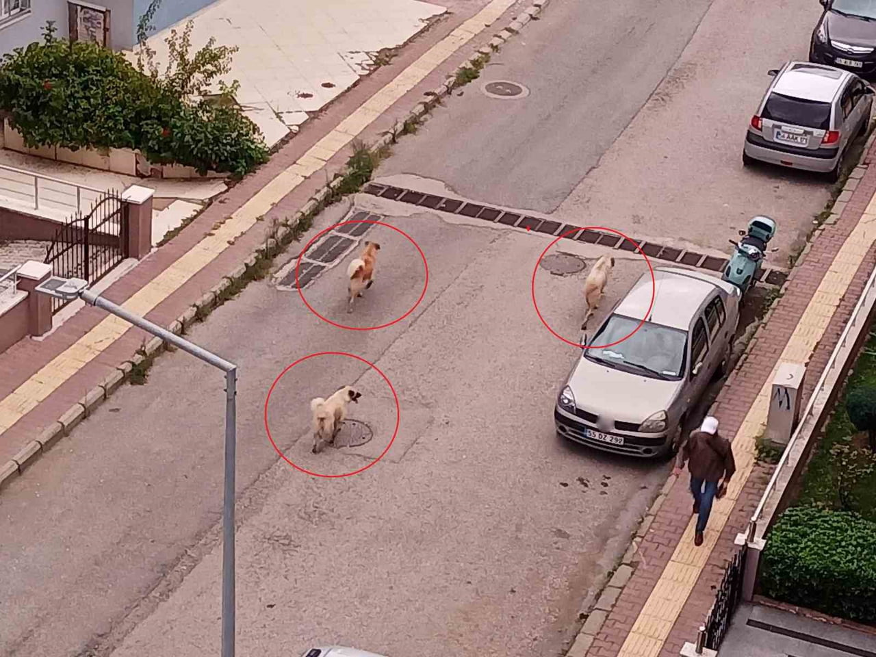 SOKAKLARDA CİRİT ATAN KÖPEKLER VATANDAŞLAR TARAFINDAN CEP TELEFONU KAMERALARIYLA...