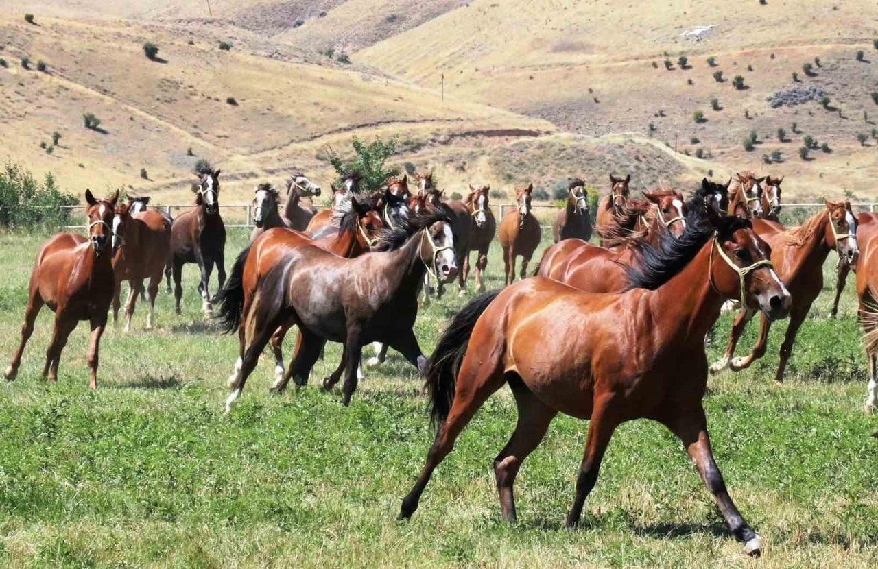 SULTANSUYU’NUN 15 SAFKAN ARAP TAYI AÇIK ARTIRMAYLA SATILACAK