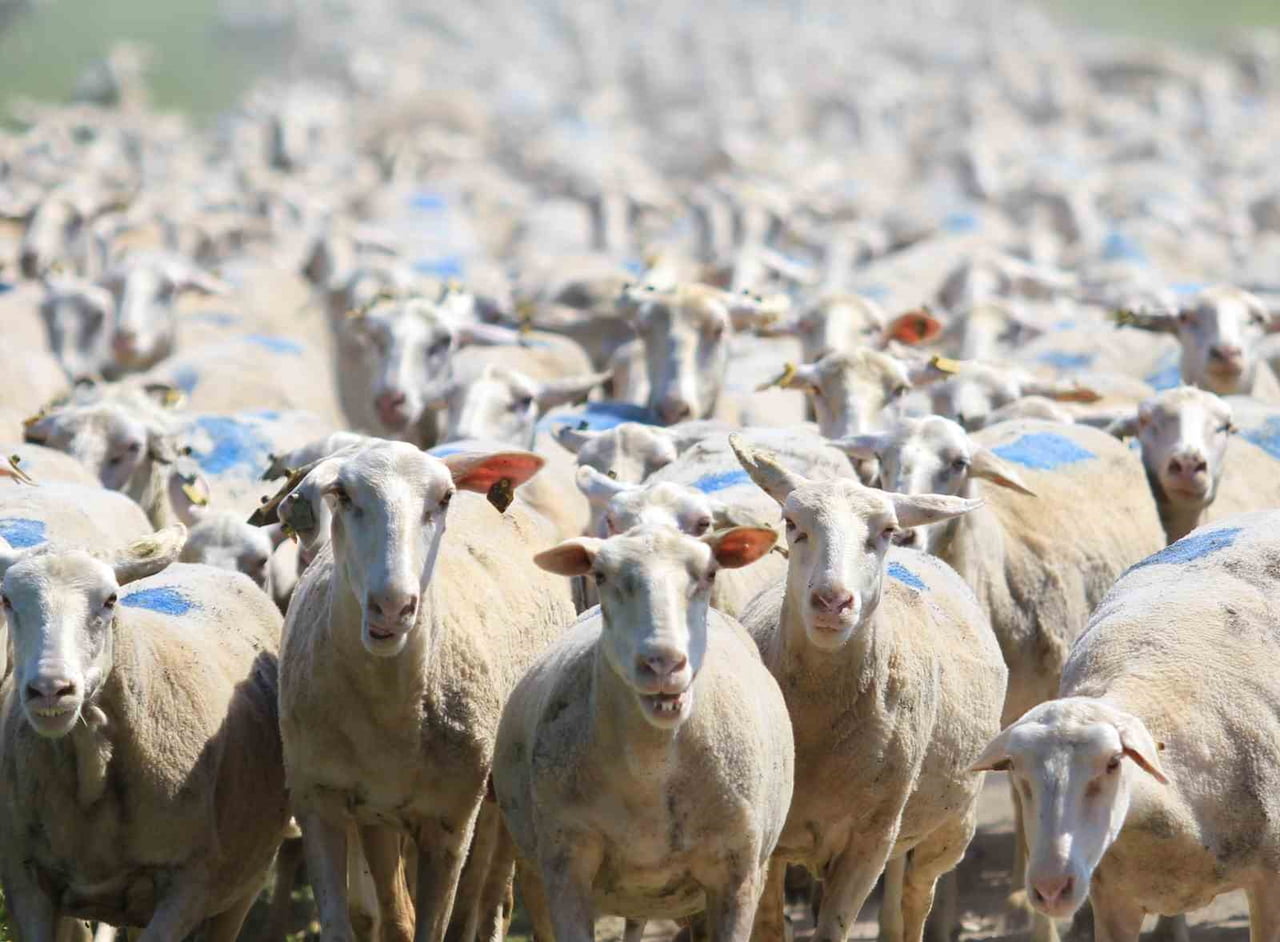 TARIM İŞLETMELERİ GENEL MÜDÜRLÜĞÜ (TİGEM), "KIRSALDA BEREKET" PROJESİ KAPSAMINDA YERLİ VE KALİTELİ...