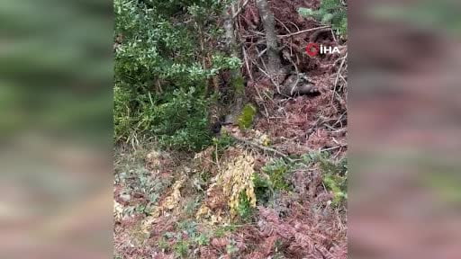 Tek ısırığındaki zehir ile 100 kişiyi öldürebilen yılan Sakarya'da görüntülendi