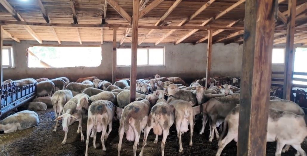 TEKİRDAĞ'IN SARAY İLÇESİNDE LACAUNE CİNSİ KOYUNLARLA SÜT ÜRETİMİ YAPAN SEVCAN BAYRAKTAR, AİLE...
