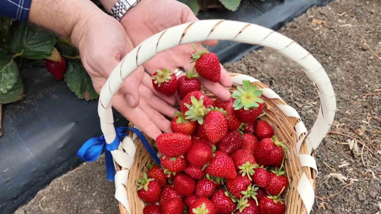 TEKNİK EKİP TARAFINDAN ÜRETİCİYE ÇİLEK YETİŞTİRİCİLİĞİNDE KARŞILAŞILABİLECEK HASTALIK VE...