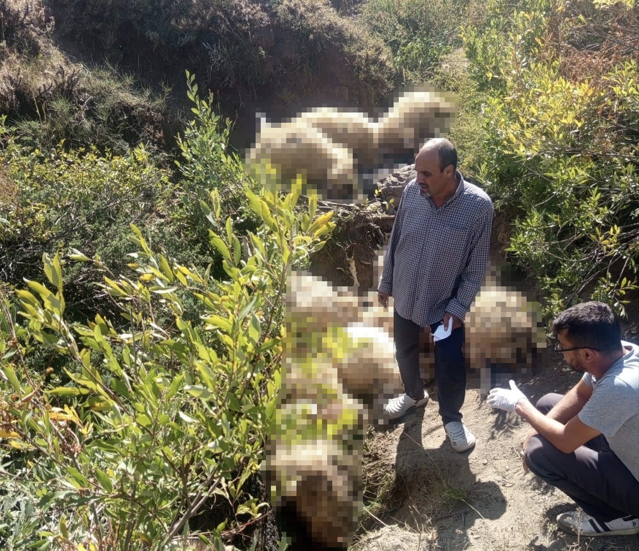 TUNCELİ'NİN OVACIK İLÇESİNDE OTLATILAN KOYUN SÜRÜSÜNDE İZDİHAM YAŞANDI, 40 KOYUN TELEF...