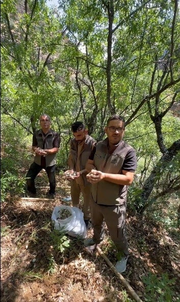 TUNCELİ’DE DOĞAL OLARAK YETİŞEN VE KORUMA ALTINDA BULUNAN ENDEMİK DAĞ SARIMSAĞINI İZİNSİZ...
