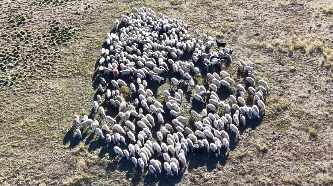 TUNCELİ’DE GEÇEN YIL 130 BİN LİRAYA KADAR ÇIKAN ÇOBAN ÜCRETLERİ BU YIL 150 BİN LİRAYI BULDU, ANCAK...