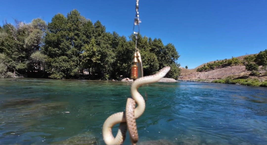TUNCELİ’DE MUNZUR NEHRİ’NDE BALIK AVLAYAN BURAK DOBA’NIN OLTASINA BU KEZ BALIK YERİNE SU YILANI...