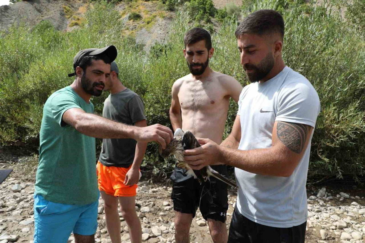 TUNCELİ’NİN PÜLÜMÜR İLÇESİNDE YÜZEN ÜÇ KİŞİ, UÇARKEN AĞACA ÇARPIP SUYA DÜŞEN KIZIL ŞAHİNİ...