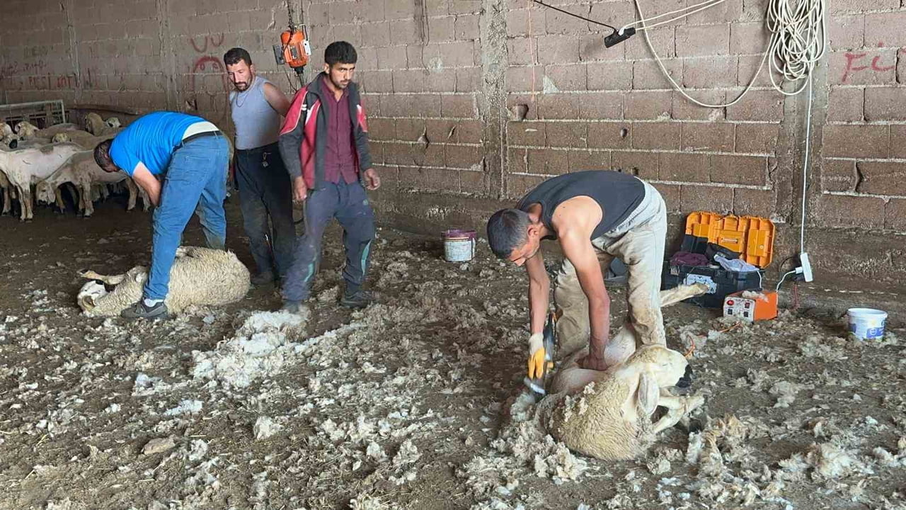 TÜRKİYE'DE 50 MİLYONU KOYUN OLMAK ÜZERE 60 MİLYONU AŞKIN KÜÇÜKBAŞ VARLIĞI BULUNUYOR