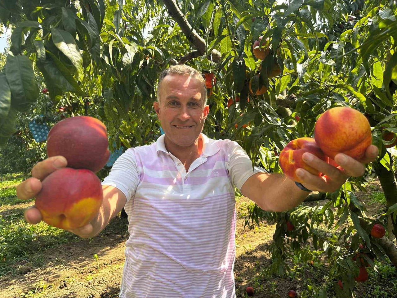 TÜRKİYE'NİN ŞEFTALİ VE NEKTARİN ÜRETİMİNDE ÖNDE GELEN MERKEZLERİNDEN BURSA'NIN GÜRSU İLÇESİNDE...
