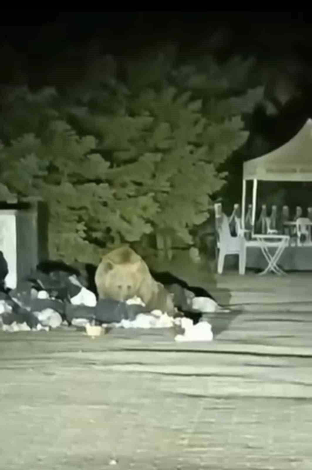 ULUDAĞ’DA AÇ KALAN AYI ÇÖP KONTEYNERİNDE YEMEK ARADI