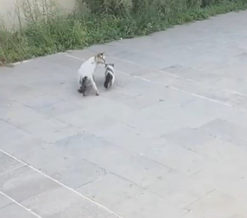 YAVRU KEDİ KURTARILIRKEN ANNE KEDİ BİR AN OLSUN BÖLGEDEN AYRILMADI