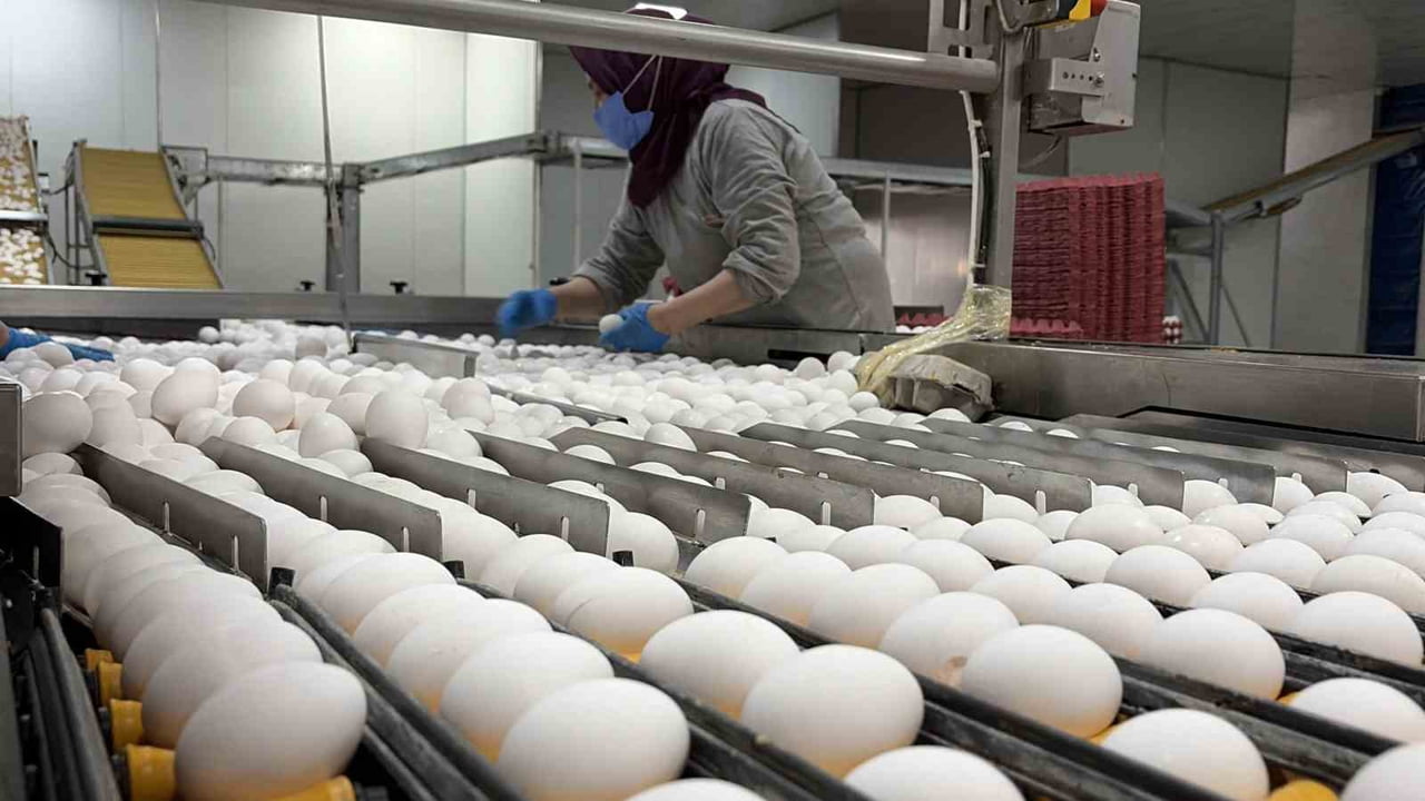 YUMURTA ÜRETİMİNDE TÜRKİYE’DE YAKLAŞIK YÜZDE 25’LİK GİBİ BÜYÜK BİR PAYA SAHİP OLAN...