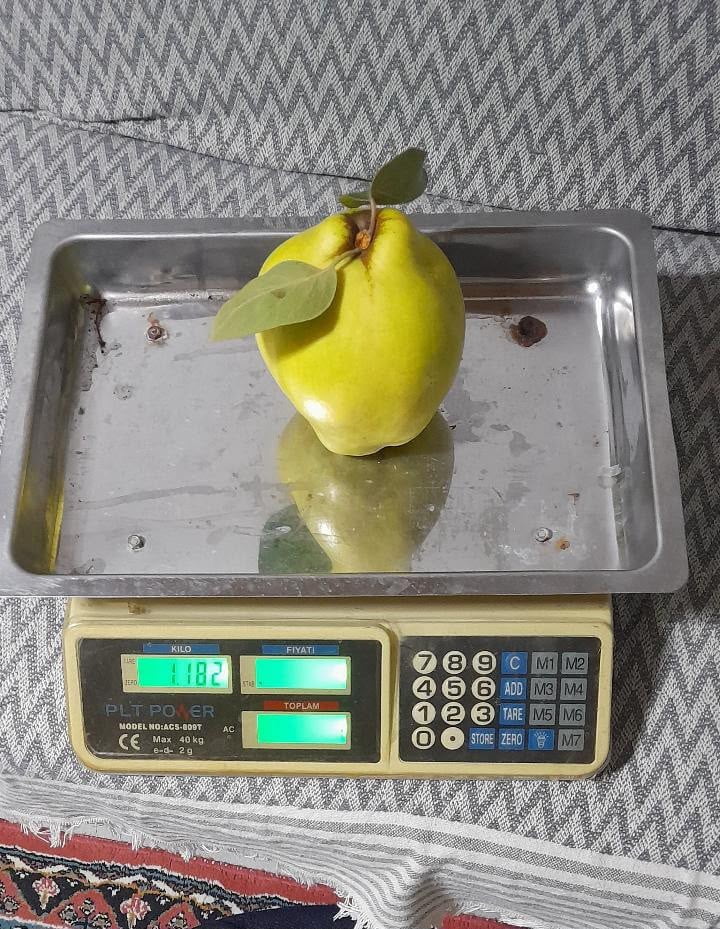 1182 GRAM TARTILAN AYVA