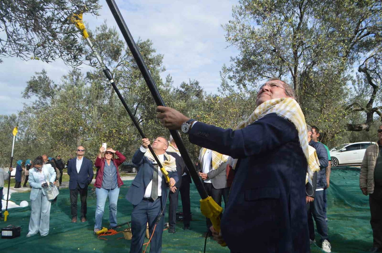 21. ULUSLARARASI ZEYTİN HASAT VE TURİZM FESTİVALİ’NDE İLK HASAT YAPILDI