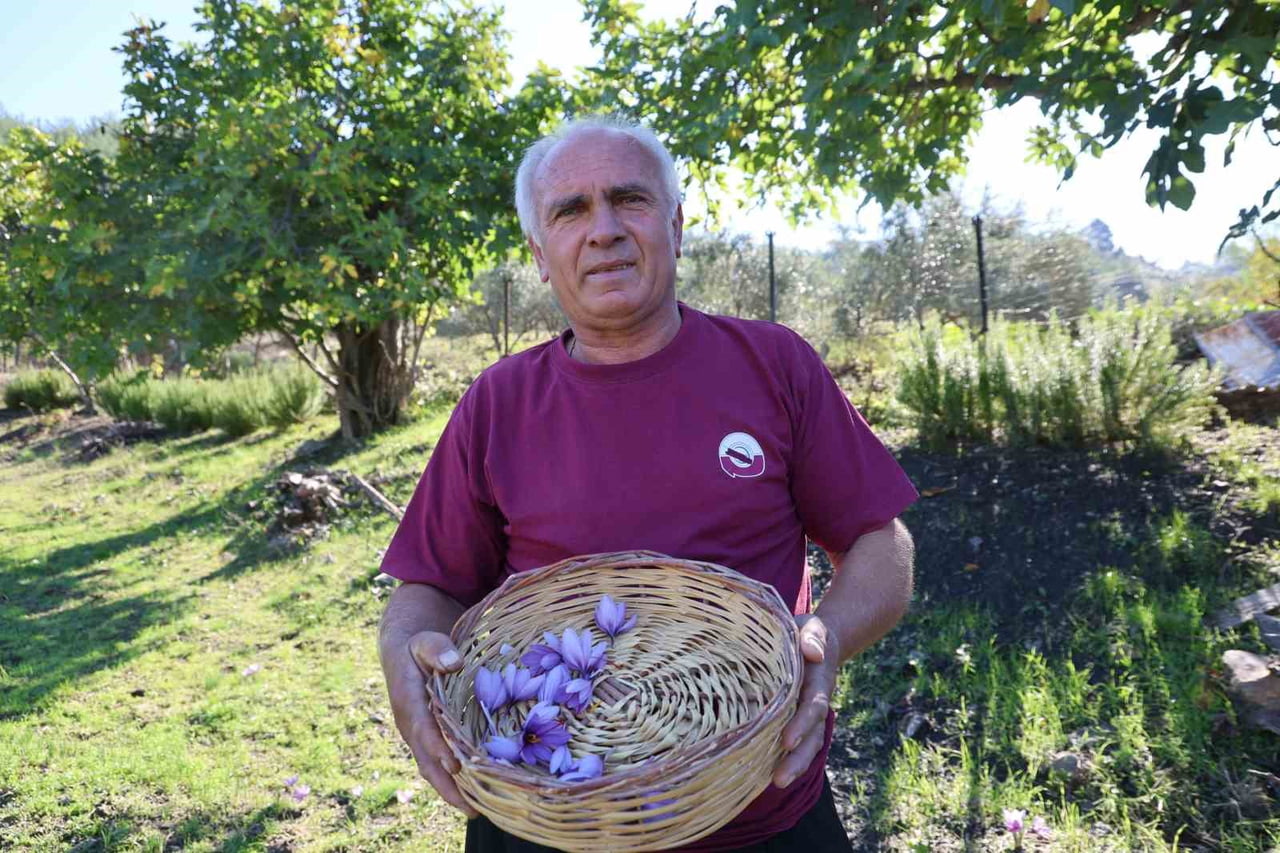 ADANA'NIN KOZAN İLÇESİNE BAĞLI KIZLARSEKİSİ MAHALLESİ'NDE YAŞAYAN ALİ GÖK, SAFRAN HASADINA...