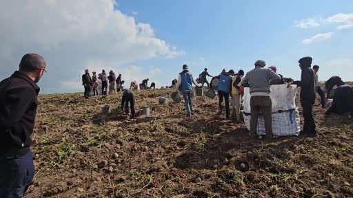 Adilcevaz'da patates tarlalarında ekmek mücadelesi: Mevsimlik işçilerin zorlu mesaisi