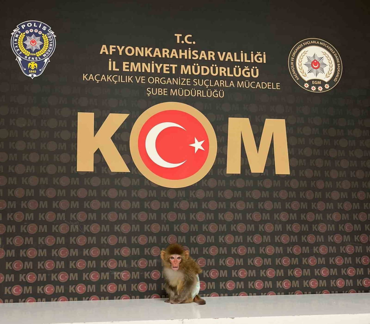 AFYONKARAHİSAR’DA BİR EVE YAPILAN BASKINDA NESLİ TÜKENMEKTE OLAN RHESUS MAKAK CİNSİ MAYMUN...