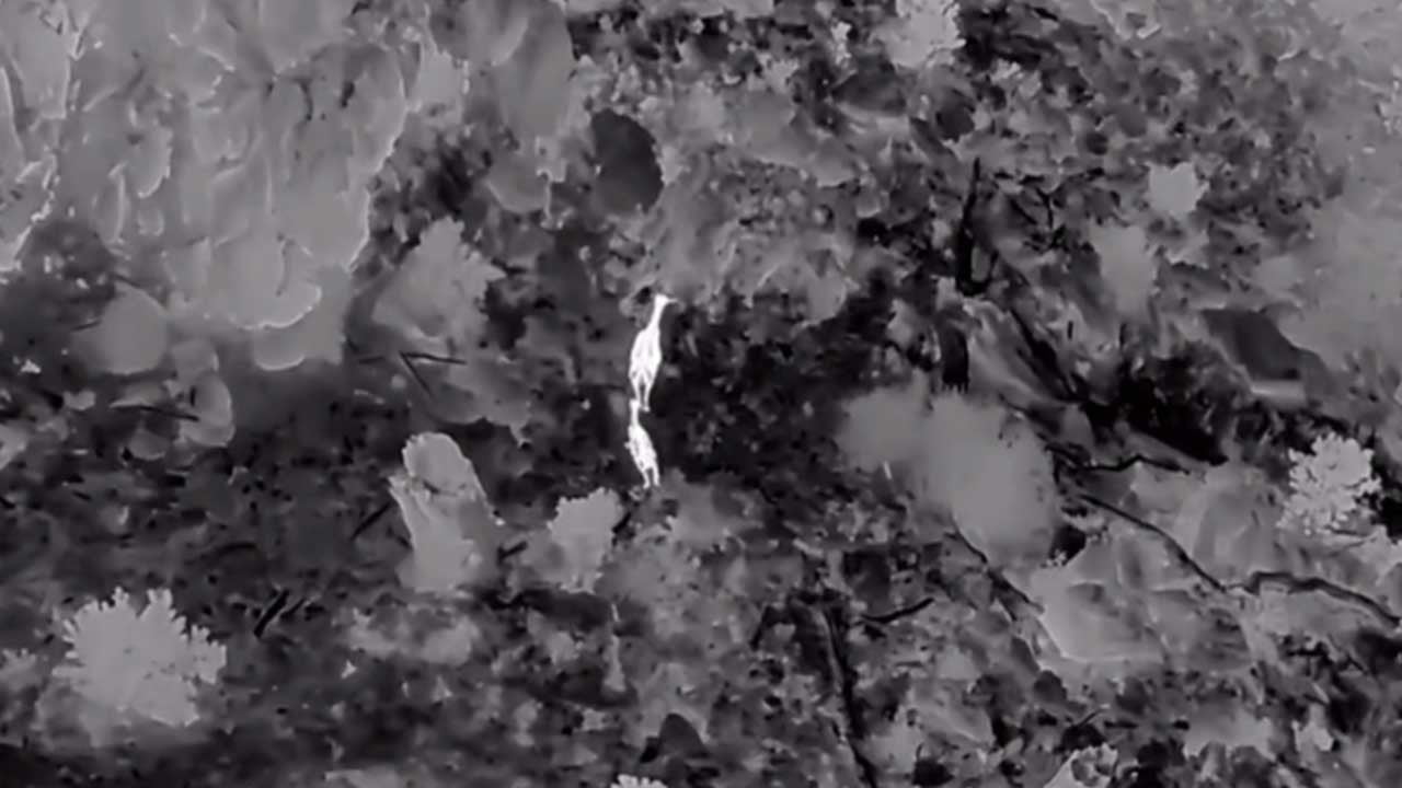 AKDAĞ’DA KIZILGEYİKLER TERMAL DRONLA GÖRÜNTÜLENDİ