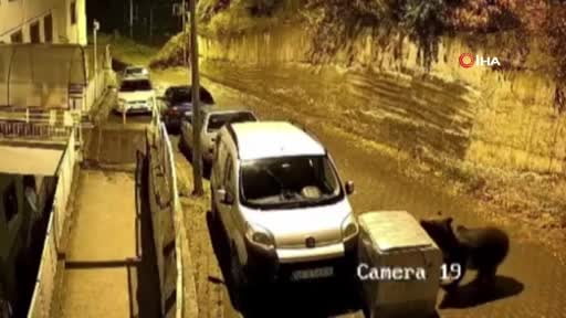 Ankara’da bir ayı çöp konteynerini arabaya böyle itti