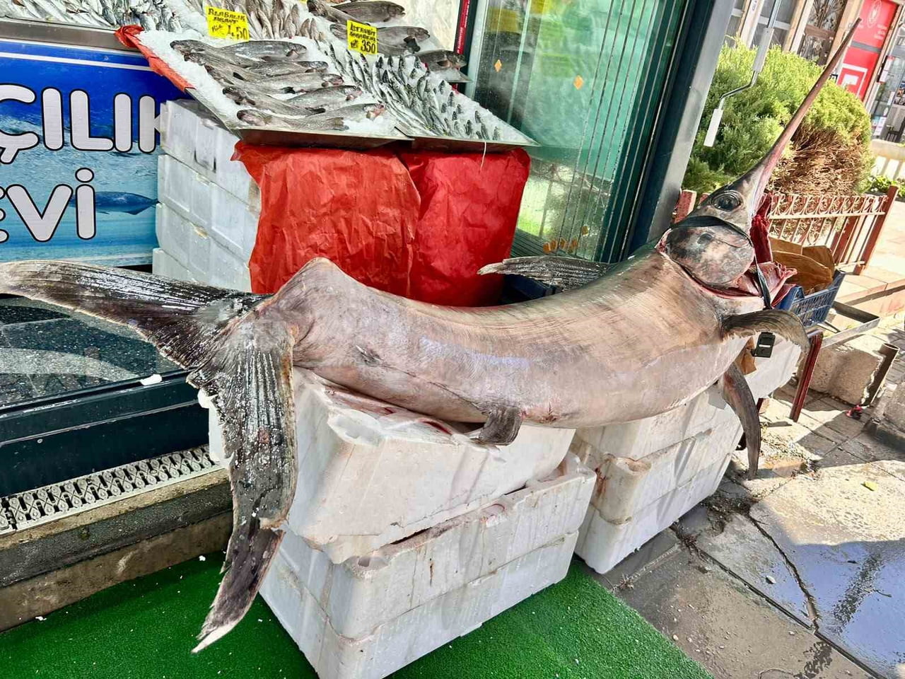 ANKARA’DA SATIŞA SUNULAN 2,5 METRE UZUNLUĞUNDA VE 60 KİLOGRAM AĞIRLIĞINDAKİ KILIÇ BALIĞININ...