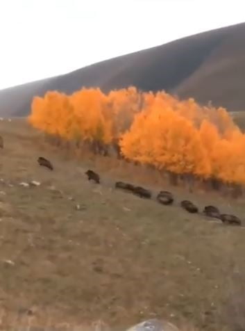 ARDAHAN'DA ORMANLIK ALANIN KENARINDAN İLERLEYEN BİR DOMUZ SÜRÜSÜ, BÜYÜKBAŞ HAYVANLARIN BULUNDUĞU...